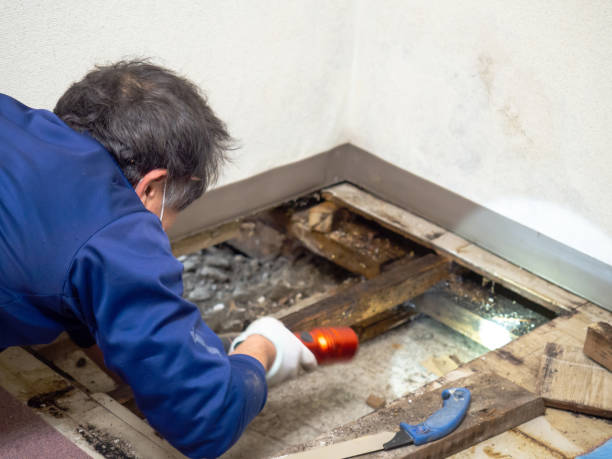 Best Kitchen Mold Remediation in Sharon, WI