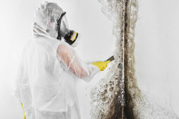 Best Health and Safety Mold Remediation in Sharon, WI