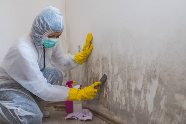 Best Industrial Mold Remediation in Sharon, WI