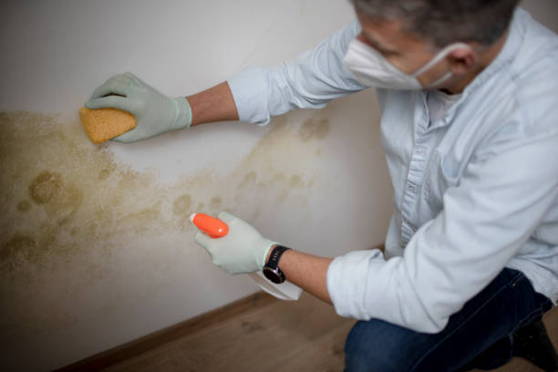 Best Mold Testing and Inspection Services in Sharon, WI