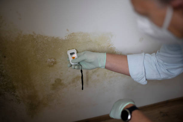 Best Emergency Mold Remediation in Sharon, WI