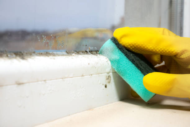 Best Black Mold Remediation in Sharon, WI