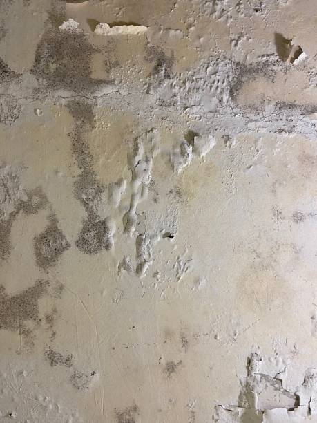 Trusted Sharon, WI Mold Remediation Experts