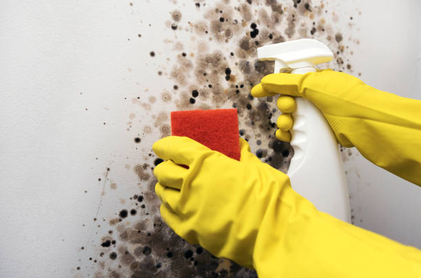 Best Commercial Mold Remediation in Sharon, WI