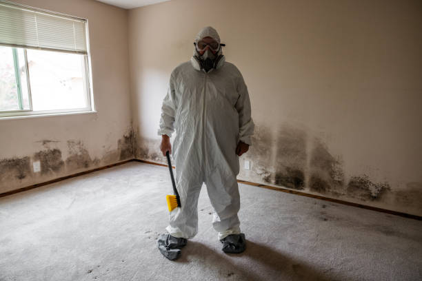 Best Basement Mold Remediation in Sharon, WI