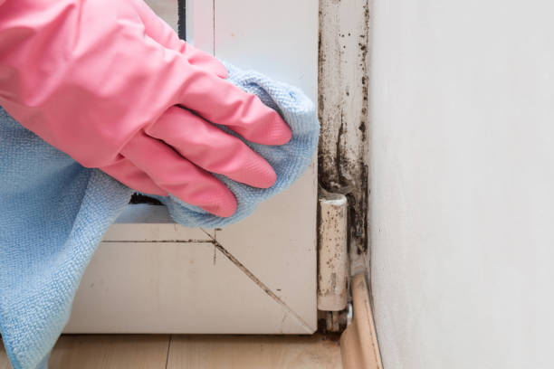 Best DIY Mold Remediation Support Services in Sharon, WI